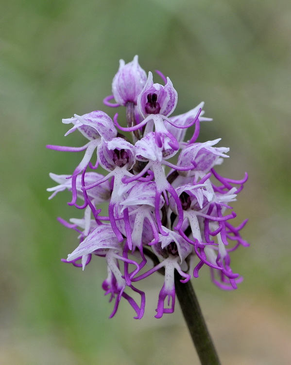 Orchidee del Chianti 2009